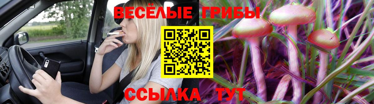 Псилоцибиновые грибы GOLDEN TEACHER Топки